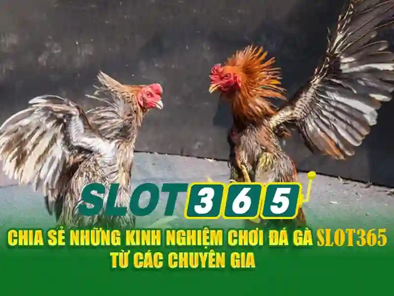 SLOT365 – Trải Nghiệm Đăng Nhập Mới Nhất 2026