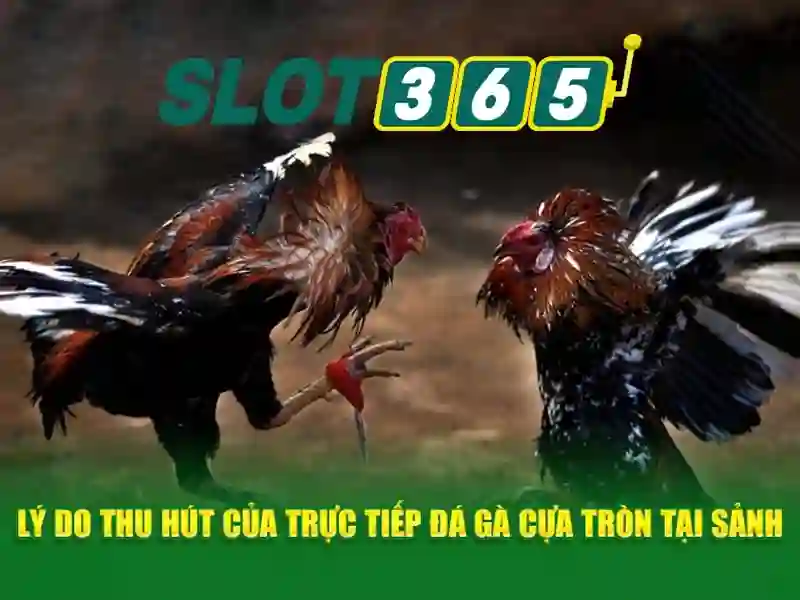 Hướng Dẫn Đăng Nhập Slot365