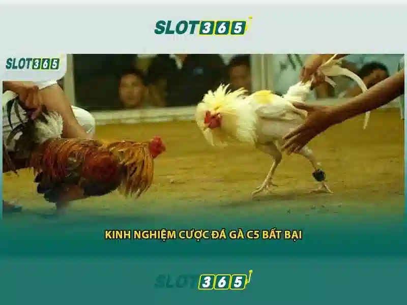 SLOT365 hợp pháp