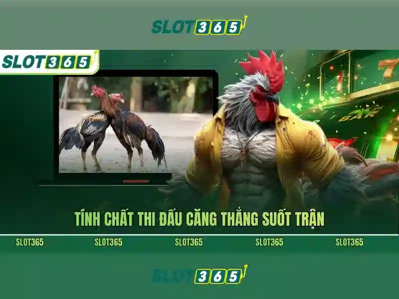 SLOT365 nền tảng giải trí trực tuyến